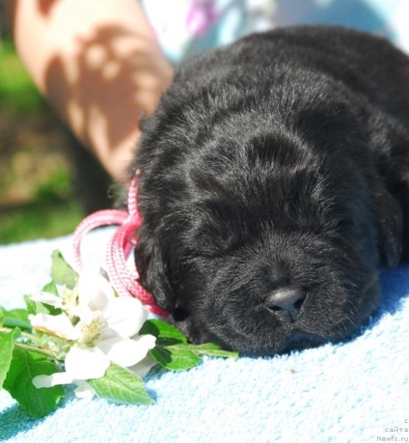 Фото: ньюфаундленд Sent Djons Sofia Dlia Kara Deniz (Сент Джонс София для Кара Дениз)