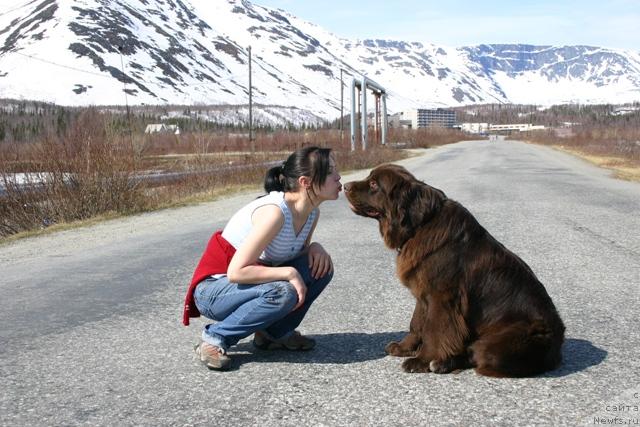 Фото: ньюфаундленд Zolushka Hrustal'naya Tufel'ka (Золушка Хрустальная Туфелька), Evgeniya Ivanova (Евгения Иванова)