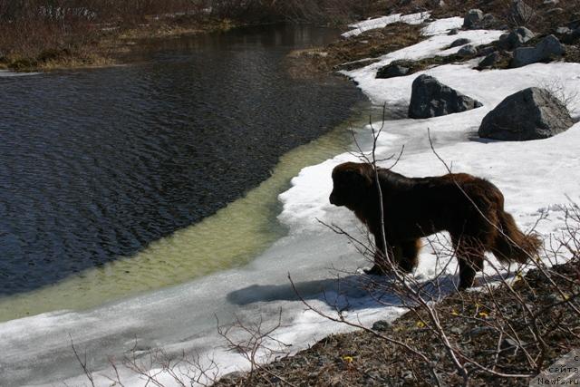 Фото: ньюфаундленд Zolushka Hrustal'naya Tufel'ka (Золушка Хрустальная Туфелька)
