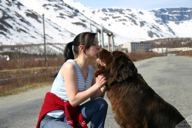 Фото: ньюфаундленд Zolushka Hrustal'naya Tufel'ka (Золушка Хрустальная Туфелька), Evgeniya Ivanova (Евгения Иванова)