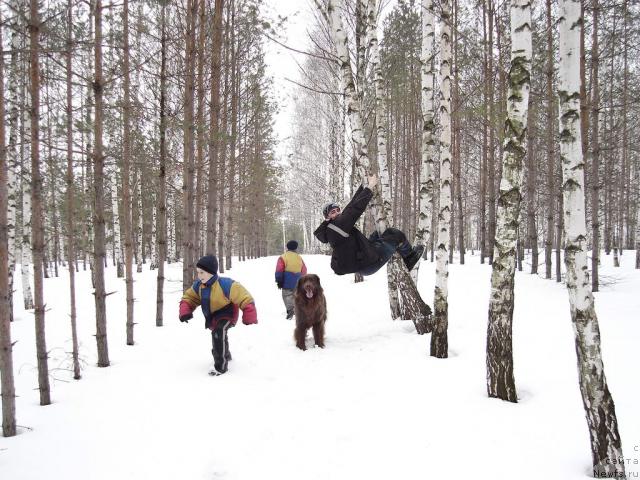 Фото: ньюфаундленд Lesnaya Skazka Izol'da (Лесная Сказка Изольда), Igor' Momot (Игорь Момот)