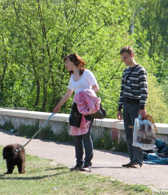 Фото: ньюфаундленд Lunnaya Krasavica (Лунная Красавица), Mariya Korotkina (Мария Короткина), Сергей