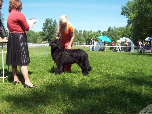 Фото: ньюфаундленд Prekrasnaya Neznakomka (Прекрасная Незнакомка), Anna Portnyakova (Анна Портнякова)
