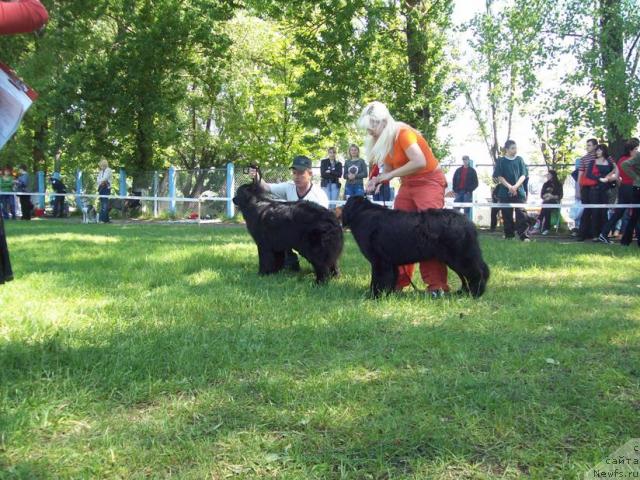 Фото: Anna Portnyakova (Анна Портнякова), Виктор, ньюфаундленд Prekrasnaya Neznakomka (Прекрасная Незнакомка), ньюфаундленд Polnochnaya Zvezda (Полночная Звезда)