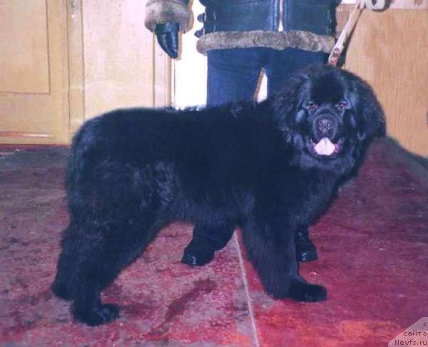 Фото: ньюфаундленд Cianeya Janori (Цианея Жанори)