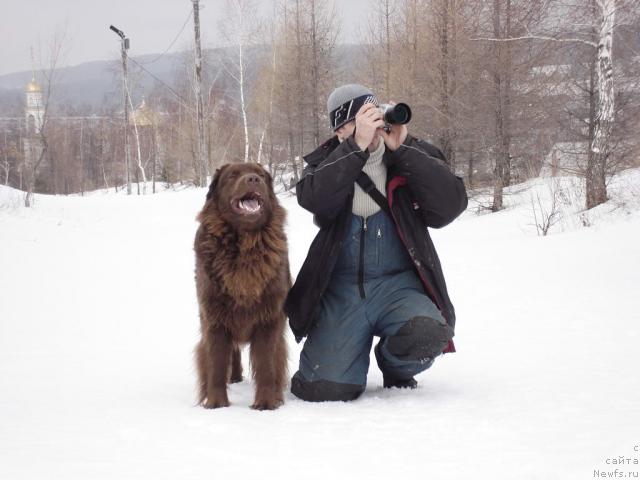 Фото: ньюфаундленд Lesnaya Skazka Izol'da (Лесная Сказка Изольда), Igor' Momot (Игорь Момот)