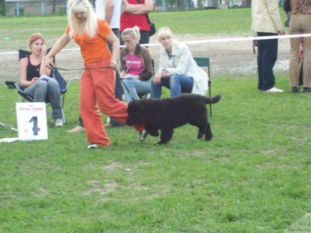 Фото: ньюфаундленд Lyubimaya Medvedica Moya (Любимая Медведица Моя), Anna Portnyakova (Анна Портнякова)