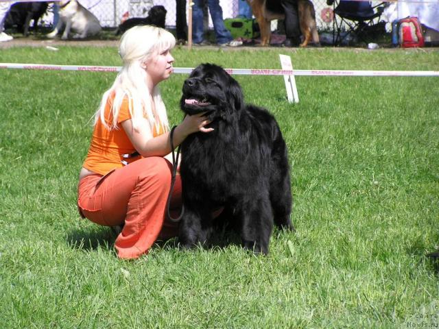 Фото: ньюфаундленд Polnochnaya Zvezda (Полночная Звезда), Anna Portnyakova (Анна Портнякова)