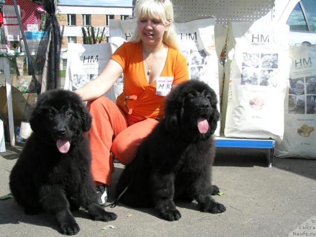 Фото: Anna Portnyakova (Анна Портнякова), ньюфаундленд Lyubimaya Medvedica Moya (Любимая Медведица Моя), ньюфаундленд Lihoy Kazak (Лихой Казак)
