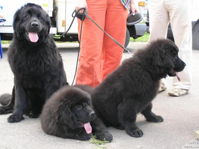 Фото: ньюфаундленд Polnochnaya Zvezda (Полночная Звезда), ньюфаундленд Lyubimaya Medvedica Moya (Любимая Медведица Моя), ньюфаундленд Lihoy Kazak (Лихой Казак)