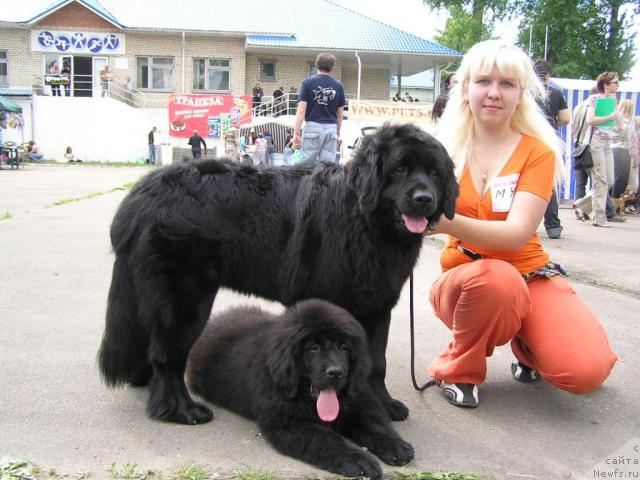 Фото: ньюфаундленд Polnochnaya Zvezda (Полночная Звезда), Anna Portnyakova (Анна Портнякова), ньюфаундленд Lihoy Kazak (Лихой Казак)