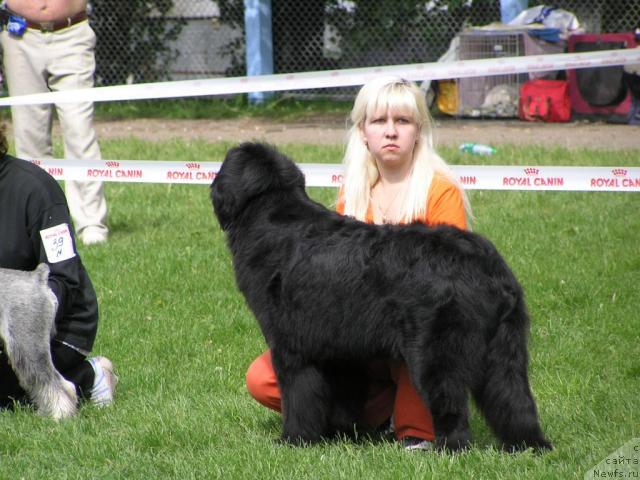 Фото: ньюфаундленд Polnochnaya Zvezda (Полночная Звезда), Anna Portnyakova (Анна Портнякова)