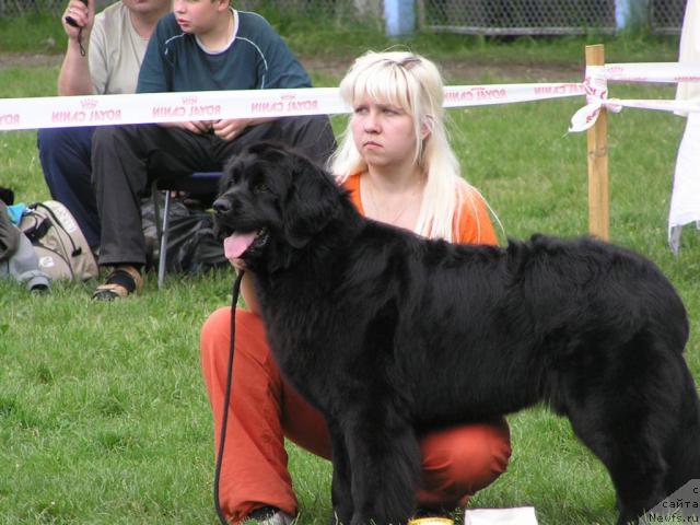 Фото: ньюфаундленд Polnochnaya Zvezda (Полночная Звезда), Anna Portnyakova (Анна Портнякова)