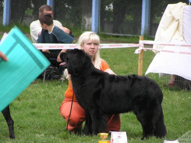 Фото: ньюфаундленд Polnochnaya Zvezda (Полночная Звезда), Anna Portnyakova (Анна Портнякова)