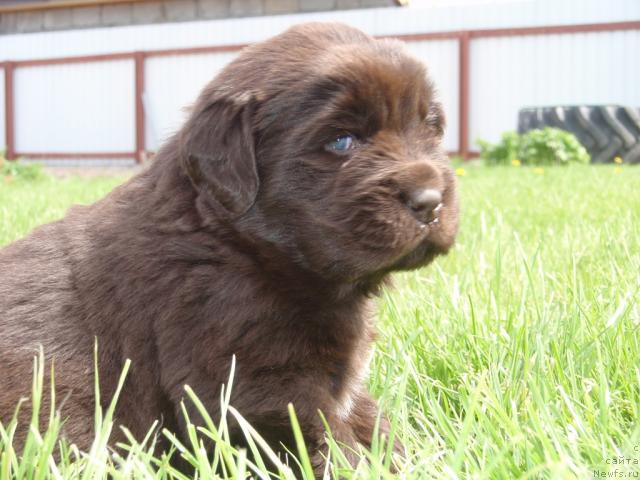 Фото: ребенок, [d4533]и, ньюфаундленд Rafayella Brillians CHernaya Jemchujina (Рафаэлла Бриллианс Черная Жемчужина)