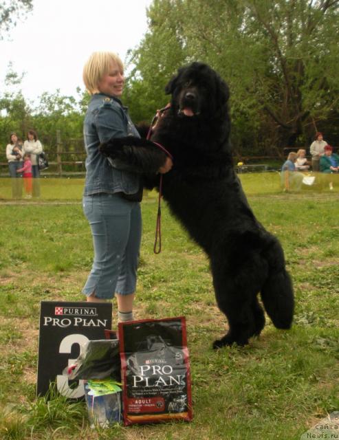 Фото: Elena Gorbunova (Елена Горбунова), ньюфаундленд King of Helluland Good Friend