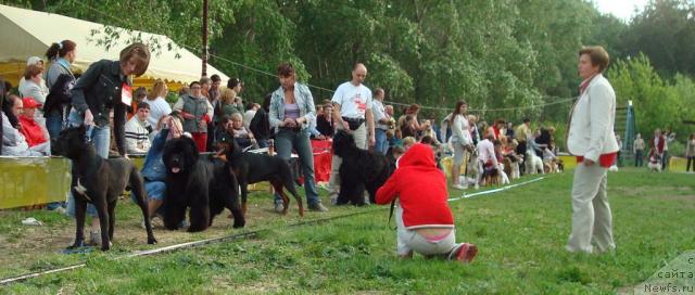 Фото: ньюфаундленд King of Helluland Good Friend