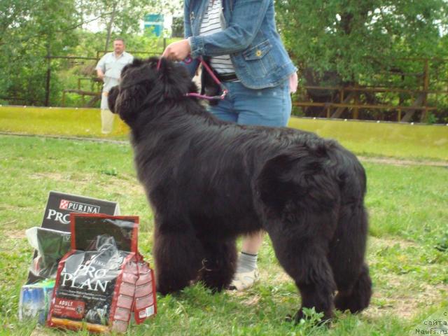 Фото: ньюфаундленд King of Helluland Good Friend