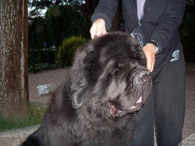 Фото: Thickish Newfoundland Keeper of Freedom