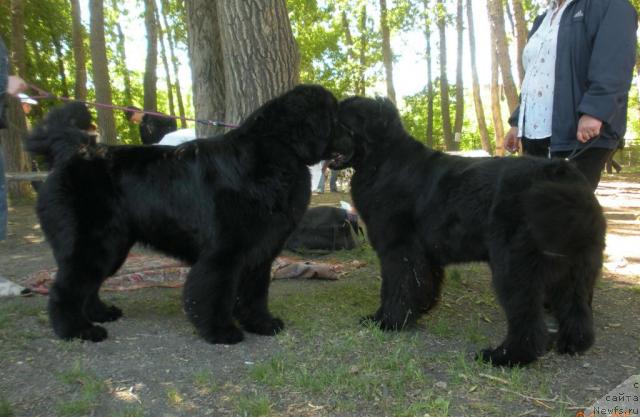 Фото: ньюфаундленд King of Helluland Good Friend, ньюфаундленд Feliciya (Фелиция)