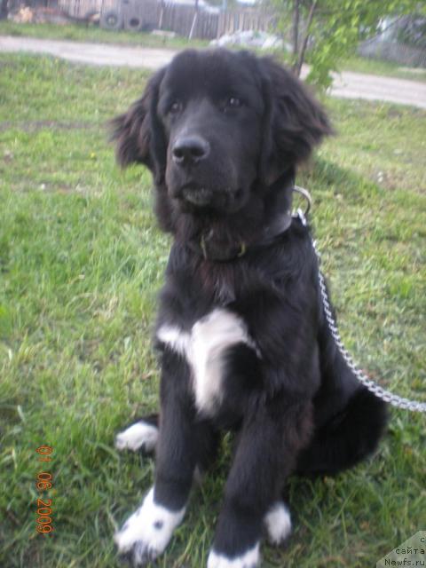 Фото: ньюфаундленд Bastina (Бастина)