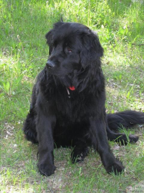 Фото: ньюфаундленд Prima Donna (Прима Донна)