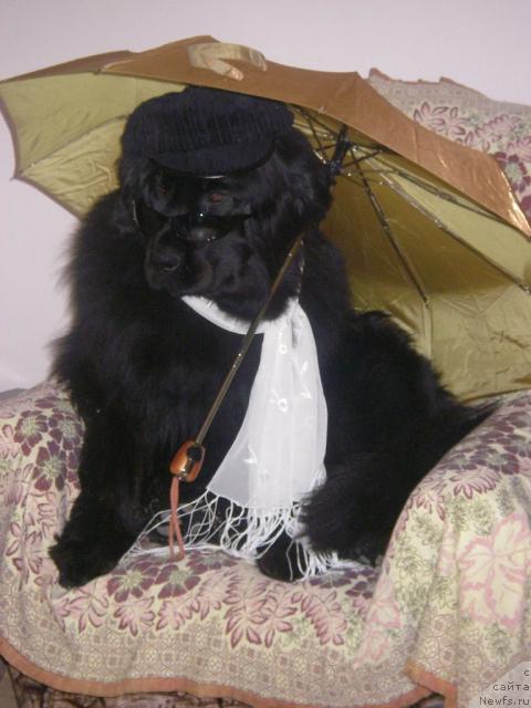 Фото: ньюфаундленд Rafayella Brillians CHernaya Jemchujina (Рафаэлла Бриллианс Черная Жемчужина)