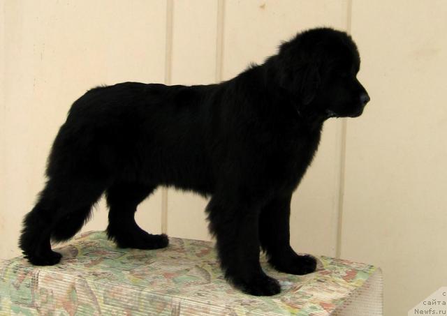 Фото: ньюфаундленд Efrosinja Vialiki Miadzvedz (Ефросинья Вялiкi Мядзведзь)