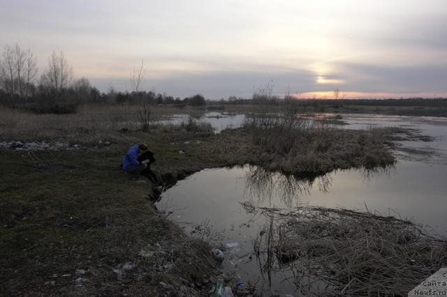 Фото: ньюфаундленд Graf Monte Kristo (Граф Монте Кристо), Dar'ya Suverneva (Дарья Сувернева)