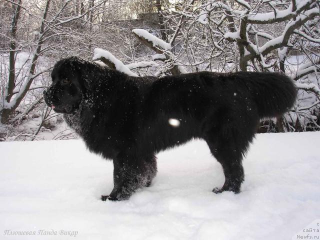 Фото: ньюфаундленд Plushevaya Panda Vikar (Плюшевая Панда Викар)
