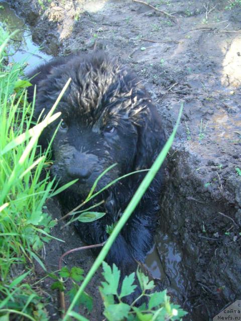 Фото: ньюфаундленд Plyushevaya Panda Plenitel'naya Dalida (Плюшевая Панда Пленительная Далида)