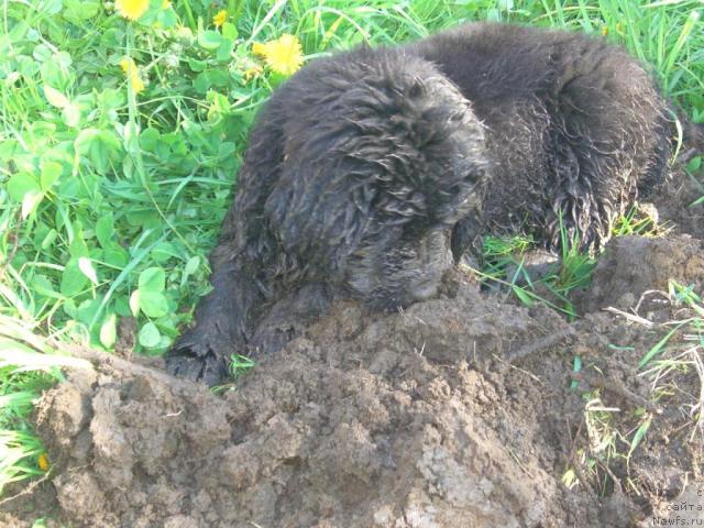 Фото: ньюфаундленд Plyushevaya Panda Plenitel'naya Dalida (Плюшевая Панда Пленительная Далида)