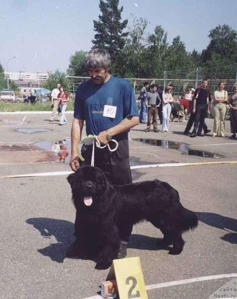 Фото: ньюфаундленд Djeyms Bond iz Tihogo Omuta (Джеймс Бонд из Тихого Омута)