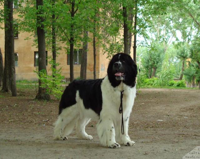 Фото: ньюфаундленд Mag Ispolin Infanta (Маг Исполин Инфанта)