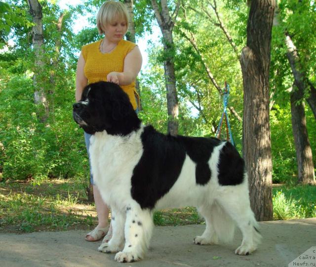 Фото: Elena Gorbunova (Елена Горбунова), ньюфаундленд Mag Ispolin Infanta (Маг Исполин Инфанта)