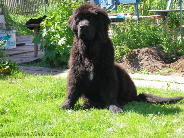Фото: ньюфаундленд Plushevaya Panda Vikar (Плюшевая Панда Викар)