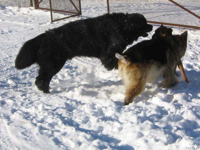 Фото: ньюфаундленд Plushevaya Panda Vikar (Плюшевая Панда Викар)