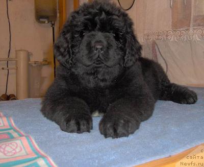 Фото: ньюфаундленд Plushevaya Panda Vikar (Плюшевая Панда Викар)