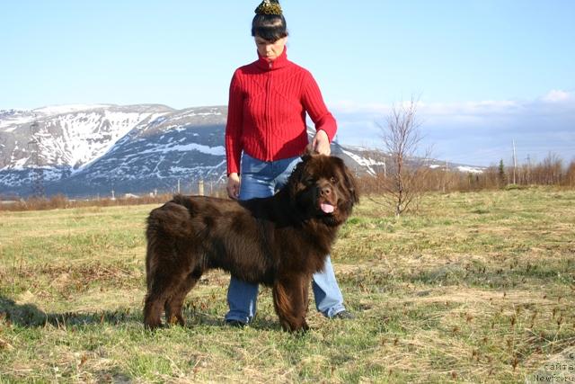 Фото: ньюфаундленд Zorran Snejnyiy Podarok (Зорран Снежный Подарок)