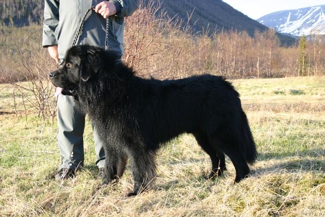 Фото: ньюфаундленд Kaiden Playful (Кайден Плейфул)