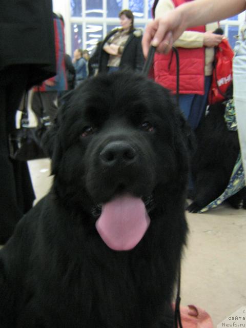 Фото: ньюфаундленд Plushevaya Panda Vikar (Плюшевая Панда Викар)