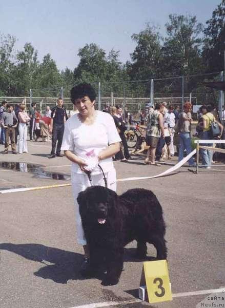 Фото: ньюфаундленд Danila Master iz Tihogo Omuta (Данила Мастер из Тихого Омута)