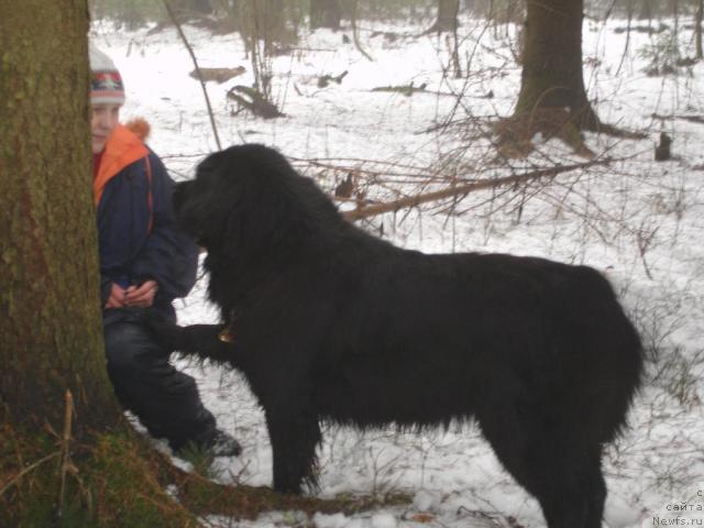Фото: ньюфаундленд CHansi iz Zolotogo Treugol'nika (Чанси из Золотого Треугольника)