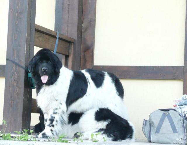 Фото: ньюфаундленд Plyushevaya Panda La Bella (Плюшевая Панда Ла Белла)