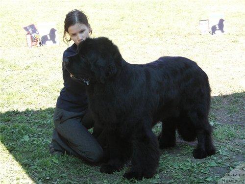 Фото: ньюфаундленд Plushevaya Panda Iskryaschiysya Calipso (Плюшевая Панда Искрящийся Калипсо)