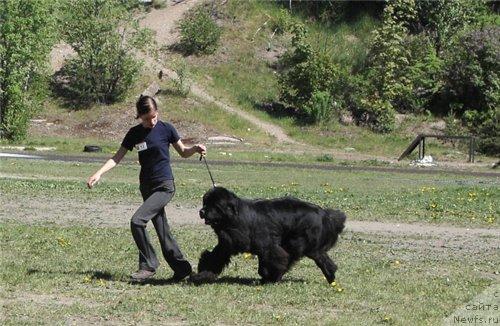 Фото: ньюфаундленд Plushevaya Panda Iskryaschiysya Calipso (Плюшевая Панда Искрящийся Калипсо)