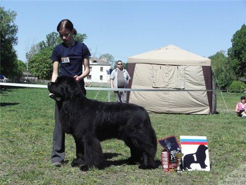 Фото: ньюфаундленд Plushevaya Panda Iskryaschiysya Calipso (Плюшевая Панда Искрящийся Калипсо)