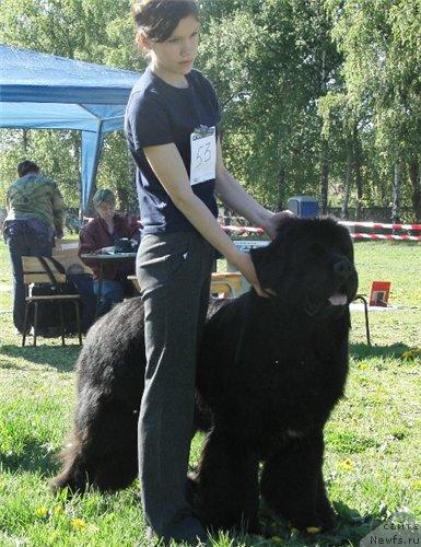Фото: ньюфаундленд Plushevaya Panda Iskryaschiysya Calipso (Плюшевая Панда Искрящийся Калипсо)