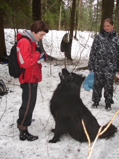 Фото: ньюфаундленд CHansi iz Zolotogo Treugol'nika (Чанси из Золотого Треугольника)