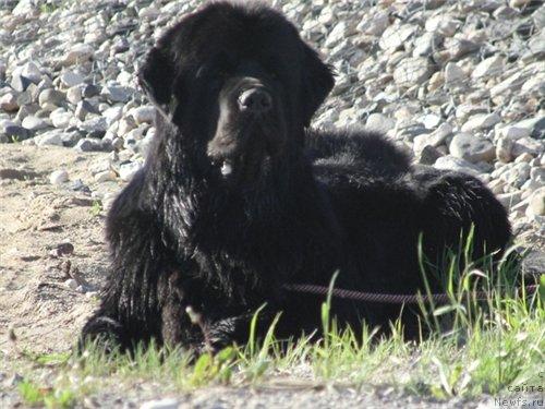 Фото: ньюфаундленд Plushevaya Panda Iskryaschiysya Calipso (Плюшевая Панда Искрящийся Калипсо)